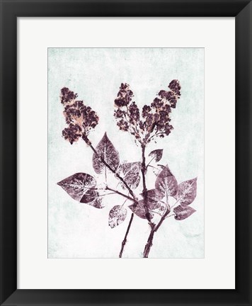 Framed Lilac 1 Aqua Plum Print