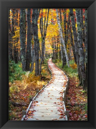 Framed Autumn Boardwalk I Print