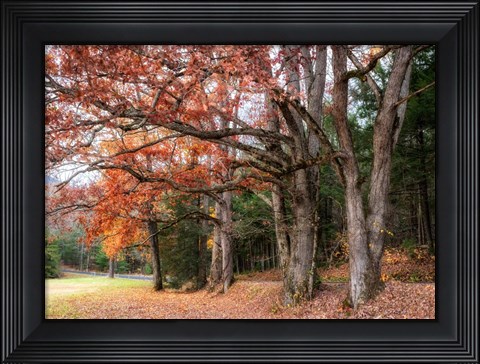 Framed Autumn Drive II Print