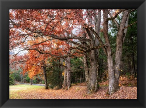 Framed Autumn Drive II Print