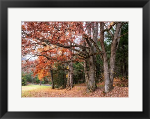 Framed Autumn Drive II Print