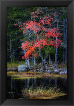 Framed Red Reflections I Print