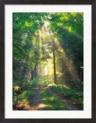 Framed Forest Sunshine Print