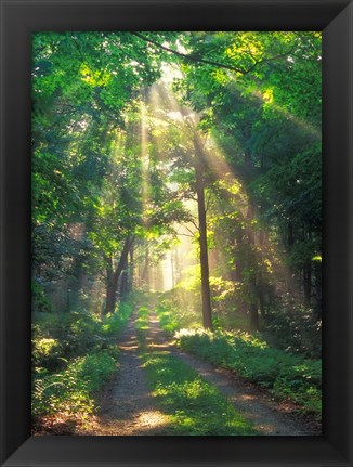 Framed Forest Sunshine Print