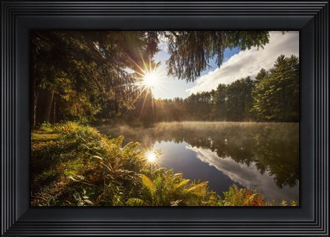 Framed Sunstars Print