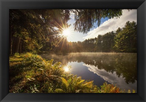 Framed Sunstars Print