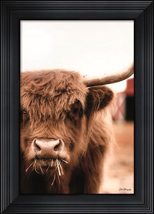 Framed Hungry Highland II Print