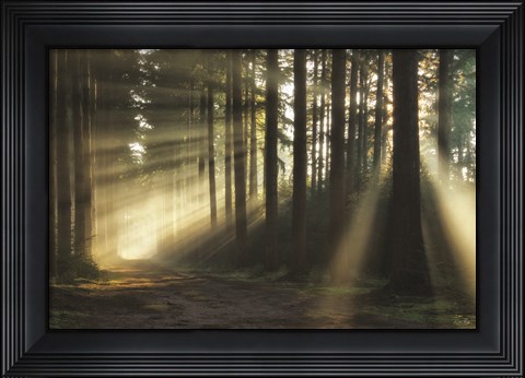 Framed Pathway to Sunlight Print