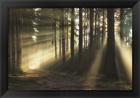 Framed Pathway to Sunlight Print