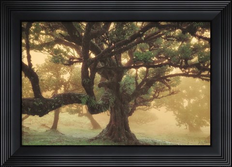 Framed Tree Dreams Print