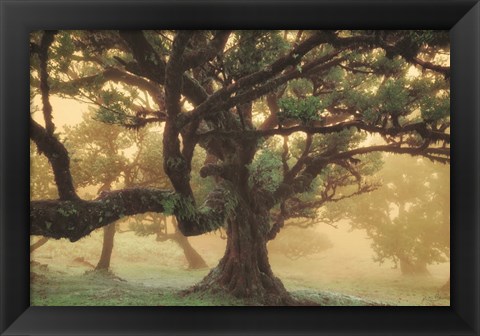 Framed Tree Dreams Print