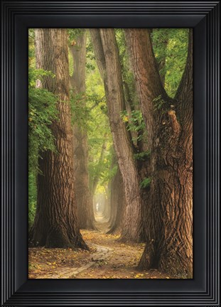Framed See the Forest Print