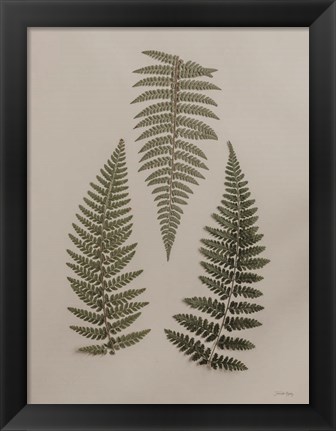 Framed Light Fern Study I Print