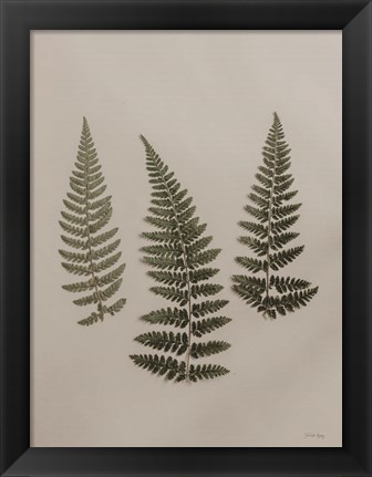 Framed Light Fern Study II Print