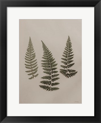 Framed Light Fern Study II Print