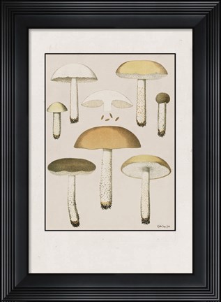 Framed Mushroom Study Print
