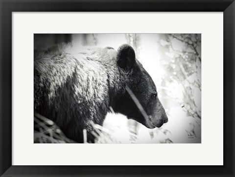 Framed Bear Emerging Print