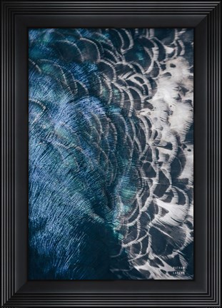 Framed Peacock Study II Print