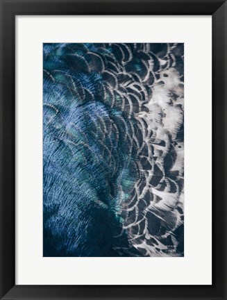 Framed Peacock Study II Print