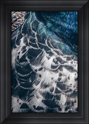 Framed Peacock Study I Print