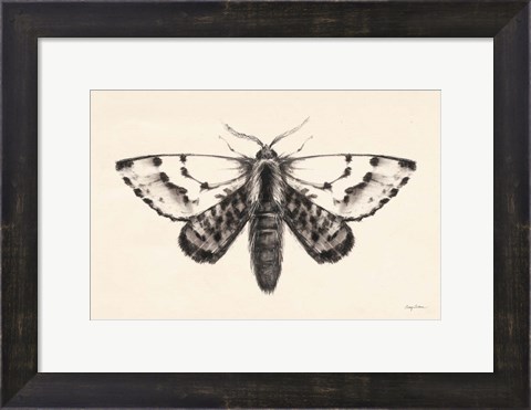 Framed Moth IV Print