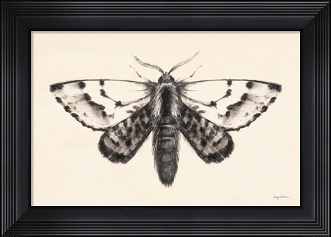 Framed Moth IV Print