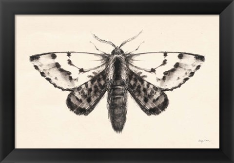 Framed Moth IV Print