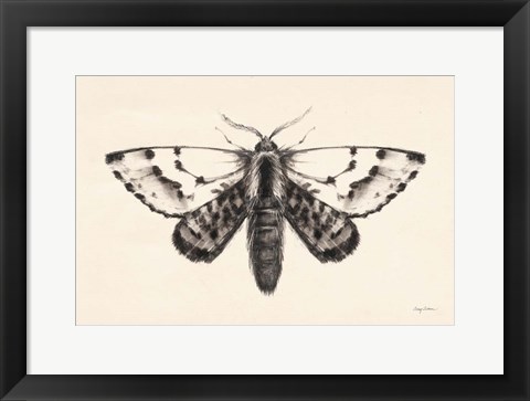 Framed Moth IV Print