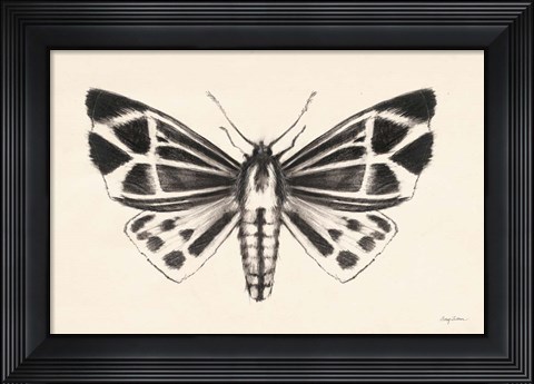 Framed Moth III Print
