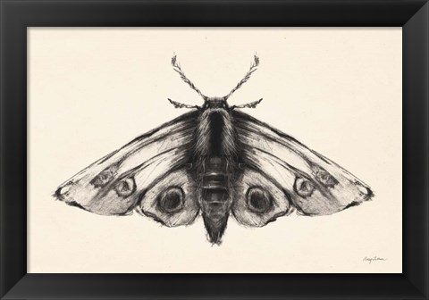 Framed Moth II Print