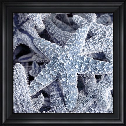Framed Starfish Beach 2 V3 Print