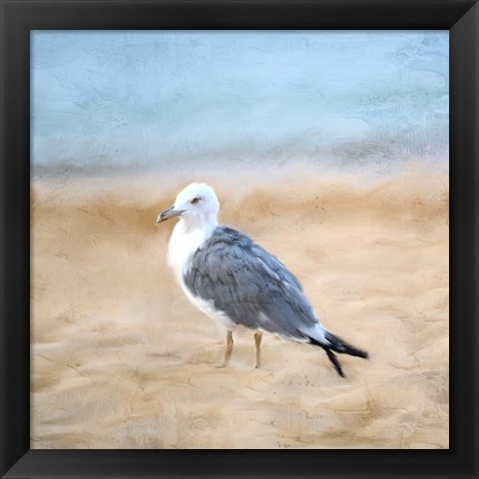 Framed Seagull Print