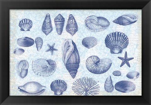 Framed Casual Coastal Shells Print