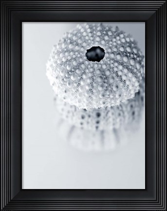 Framed Urchins Print