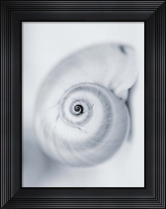 Framed Moon Snail Print