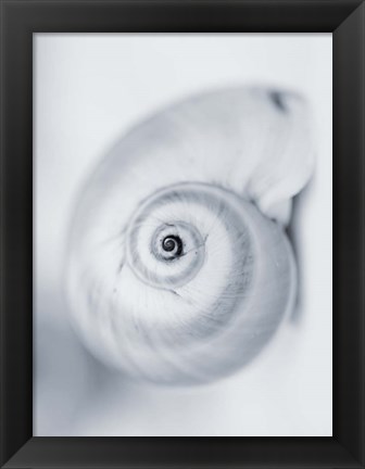 Framed Moon Snail Print