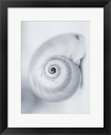 Framed Moon Snail Print