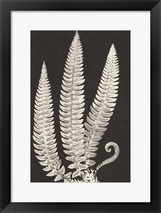 Framed Vintage Ferns Print