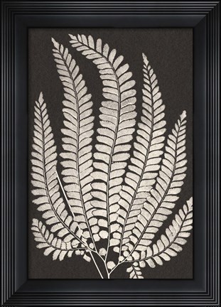 Framed Vintage Ferns II Print