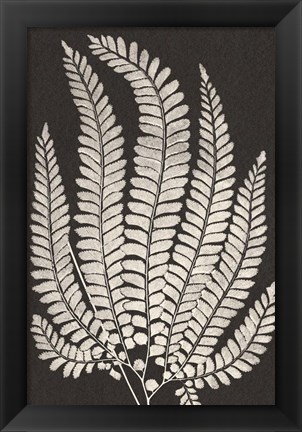 Framed Vintage Ferns II Print