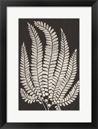 Framed Vintage Ferns II Print