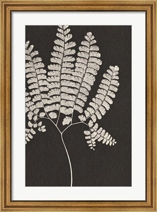 Framed Vintage Ferns IV Print