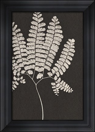 Framed Vintage Ferns IV Print