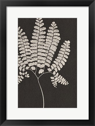 Framed Vintage Ferns IV Print