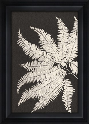 Framed Vintage Ferns V Print
