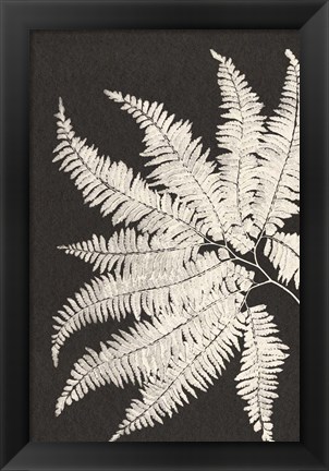 Framed Vintage Ferns V Print