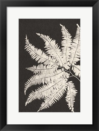 Framed Vintage Ferns V Print