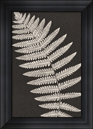 Framed Vintage Ferns VI Print