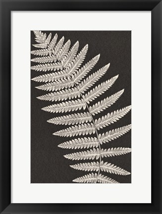 Framed Vintage Ferns VI Print