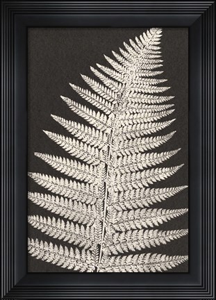 Framed Vintage Ferns VII Print